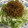 anyaneko's cooksnap of when they made 水菜と揚げごぼうのサラダ.