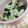 memgeg's cooksnap of when they made キャベツの海苔生姜和え.