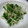 cyupico's cooksnap of when they made 簡単！レンジだけ！新玉とカイワレのお浸し.