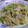 心の方程式's cooksnap of when they made たくさん食べよう！レタスのごまごま和え♬.