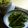 Satoco❋'s cooksnap of when they made 速攻！美味しい！アスパラのバター炒め.