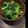 ☆峻希☆'s cooksnap of when they made ほうれん草の胡麻ゴマ和え.