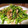 たしちやん's cooksnap of when they made 菜の花のおろし炒め.
