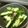 Satoco❋'s cooksnap of when they made 簡単おつまみ☆きゅうりの大葉梅肉和え.