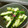 Satoco❋'s cooksnap of when they made 簡単おつまみ☆きゅうりの大葉梅肉和え.