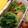 ＊コナペロリン＊'s cooksnap of when they made お弁当にも　ほうれん草・えのきの海苔和え.