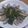ちぇるしぃ。's cooksnap of when they made 春野菜＋菜の花とアサリの白ワイン蒸し.