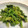 やなち0405's cooksnap of when they made 簡単☆菜の花のごま和え.