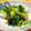 さーかちゃん's cooksnap of when they made わけぎとじゃこの炒め物.