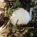 mkoo3's cooksnap of when they made 新玉ねぎと韓国海苔のポン酢サラダ.