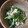 ポメちょん's cooksnap of when they made 菜の花の白だし辛子マヨ和え＊.