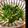 のりことのりお's cooksnap of when they made 菜の花とささみのマスタード和え.