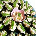 crystaI's cooksnap of when they made 数の子救済　握りずし。.