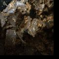 腹ペコハリネズミ's cooksnap of when they made お弁当に☆こんにゃくの胡麻和え.