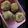 ちーたつ's cooksnap of when they made ポンデさつま（ポンデリング！の元祖）.