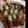 kyantan's cooksnap of when they made オクラの豚肉巻き.