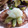 さくらックマ's cooksnap of when they made 鮭のおろし竜田＊＊＊簡単.