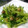 maruru-nn's cooksnap of when they made 全て頂く♪豆苗のオイスターソース炒め♪.