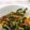 ＊まいいこ＊'s cooksnap of when they made ♪あんかけニラ玉カニ玉.