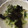 みにまふ's cooksnap of when they made きゅうりとエノキの梅肉和え。.