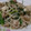 通りすがりのりん's cooksnap of when they made 豚バラとニラともやしの炒め物.