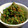 チェビス's cooksnap of when they made ほうれん草のごま和え（胡麻すり念入り）.
