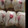 いしっころ2525's cooksnap of when they made タケノコと桜の塩漬けのおこわおにぎり.