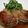 るーそら's cooksnap of when they made さぶ餅さんのみぞれ煮で♔しいたけの肉詰め.