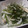 ヵﾆｬん子's cooksnap of when they made 新たまねぎと切り昆布の箸やすめ.