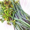 柴犬しーば's cooksnap of when they made わらびのアク抜き.