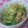 ＋＊ぴかりん＊＋'s cooksnap of when they made 野菜たっぷり豚キムチ.