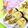 soyumina's cooksnap of when they made 速攻おつまみ　≪腹巻きししゃも≫.