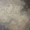 はりーC's cooksnap of when they made アサリご飯.