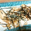 ハミド's cooksnap of when they made エリンギのニンニクバター醤油炒め♪.