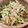 kaiyui's cooksnap of when they made きゅうりとミョウガの和え物.