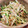 kaiyui's cooksnap of when they made きゅうりとミョウガの和え物.