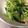 Stacieee's cooksnap of when they made 小松菜とあげの簡単炒め煮.