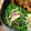 YUKIKI☆'s cooksnap of when they made 簡単 シンプル 豆苗とベーコン炒め.
