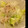 はむはむじ's cooksnap of when they made もやしとレタスの洋風ナムル♪.