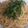 eiri1125's cooksnap of when they made 簡単美味しい！じゃこと大葉の和風パスタ.