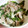 hirokumi93's cooksnap of when they made 簡単！わけぎと豚肉の酒蒸し.