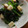 kyoko＊k's cooksnap of when they made ほうれん草とクルトンの洋風和え物.