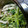 たここんぶ's cooksnap of when they made 豆苗のわさびマヨネーズ和え.