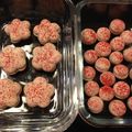 coaladog's cooksnap of when they made お花 と 蝶々 の マカロン ♪.