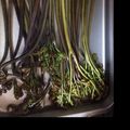 あっきな♡'s cooksnap of when they made わらびの茹で方（私流）.