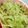 run※'s cooksnap of when they made スピード副菜！キャベツのゆかり和え.