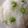 タケにく's cooksnap of when they made つやつや豆ごはん・枝豆ごはん♪コツ１つ.