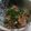 きのこ0511's cooksnap of when they made あじのなめろう.