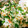 soujyu's cooksnap of when they made 桜エビと菜の花の混ぜご飯＆おにぎり.