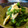 yuki808's cooksnap of when they made 簡単菜の花とささみのカレーマヨネーズ和え.